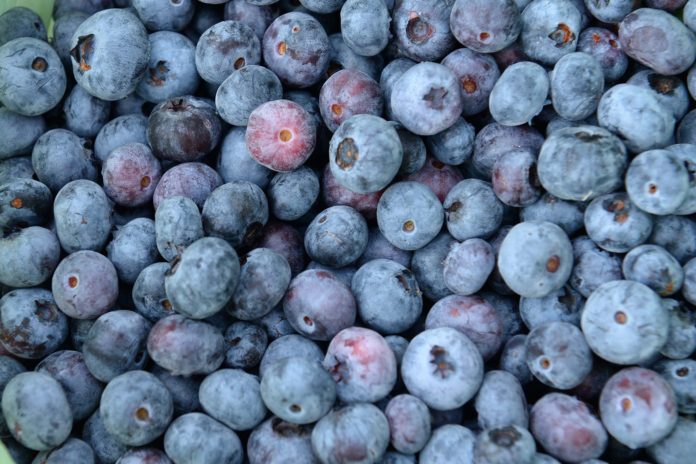 fresh-blueberries