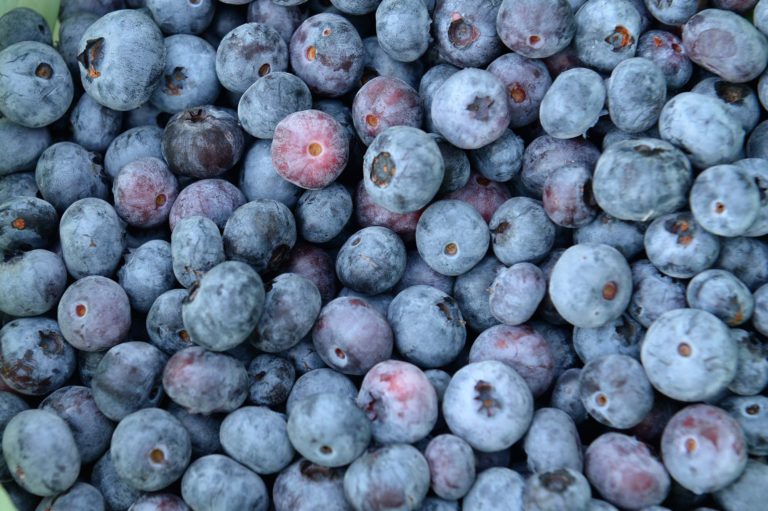 Picking blueberries: A West Virginia tradition